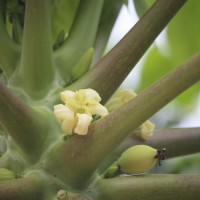 Carica papaya L.